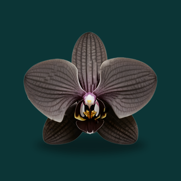 BLACK ORCHID