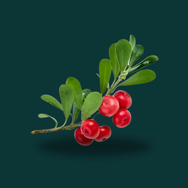 BEAR BERRY