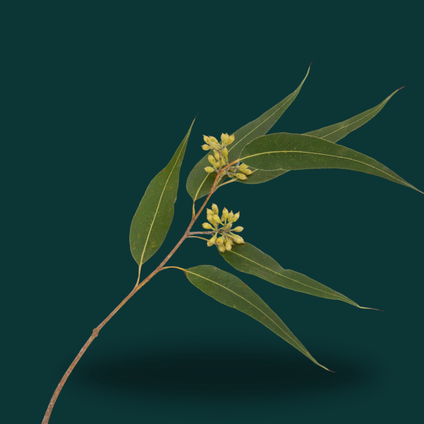 EUCALYPTUS