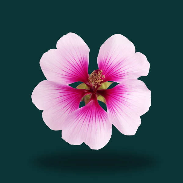 GERANIUM