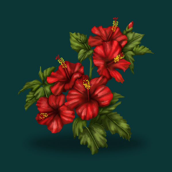 HIBISCUS