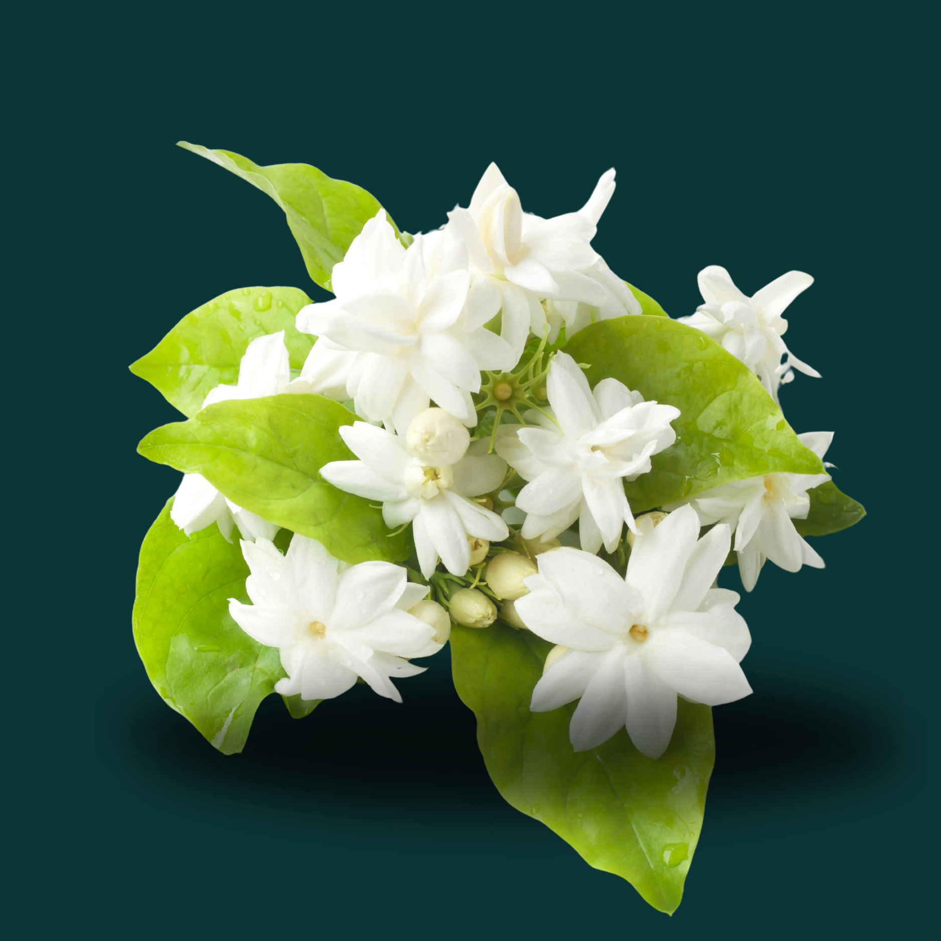  JASMINE