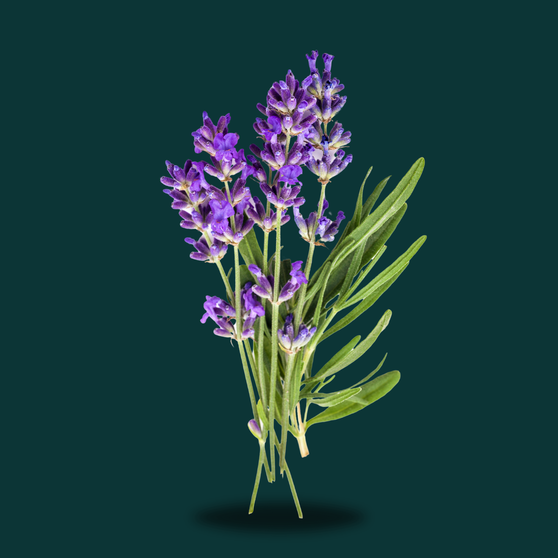 LAVENDER 