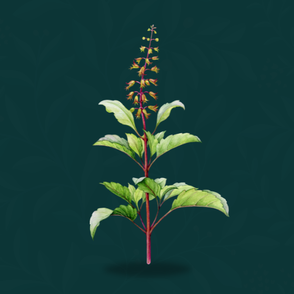 TULSI