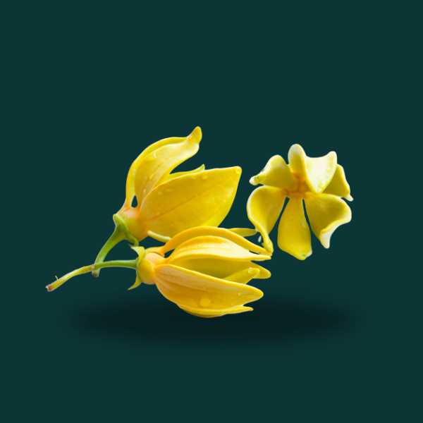 YLANG YLANG