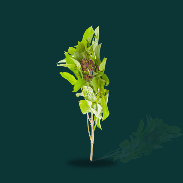  BASIL SWEET
