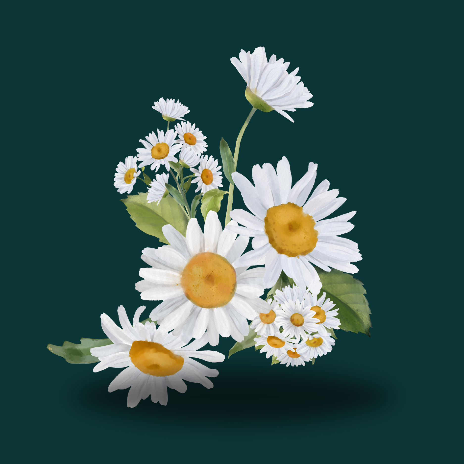 CHAMOMILE FLOWER 