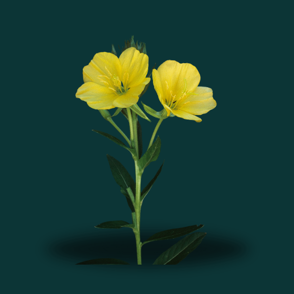 EVENING PRIMROSE