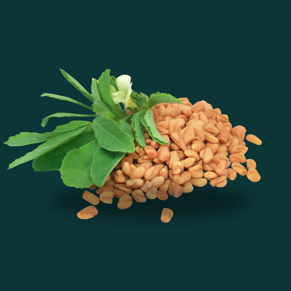 FENUGREEK