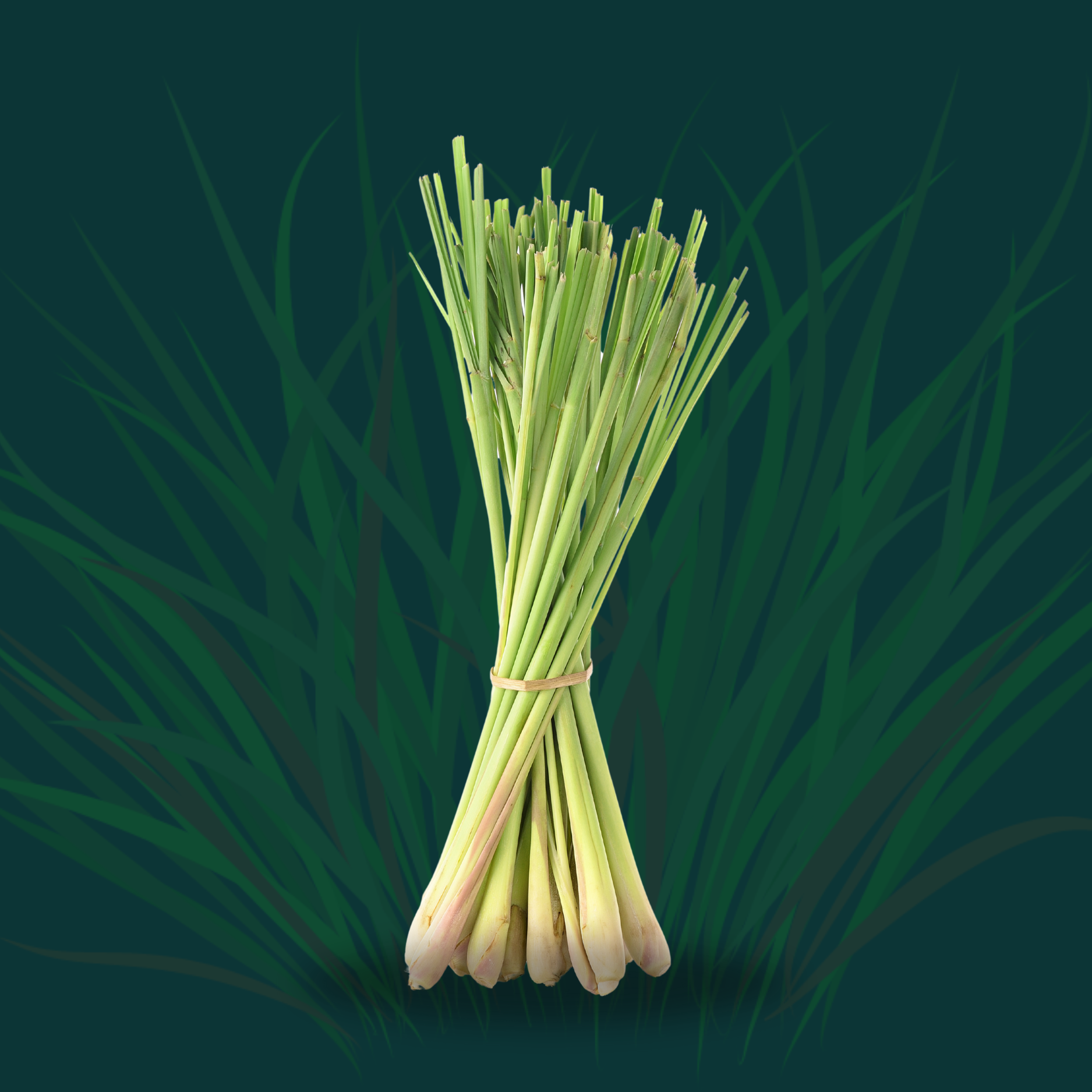 LEMON GRASS