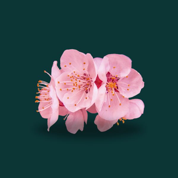 CHERRY BLOSSOM