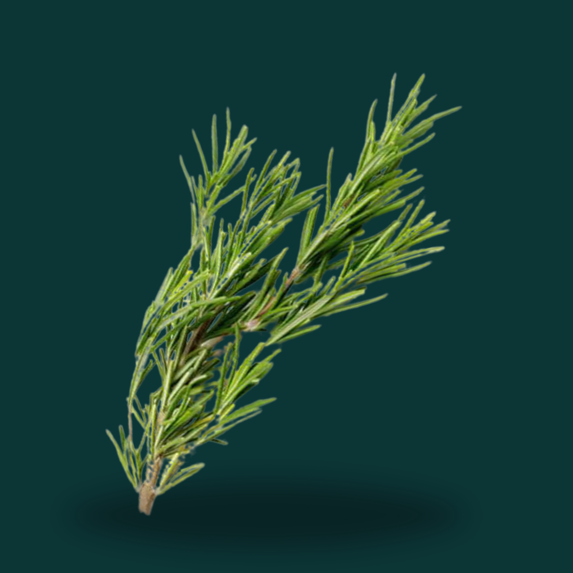  ROSEMARY 